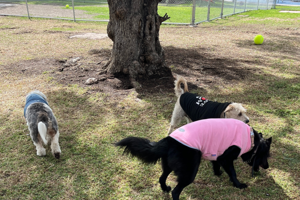 Gompers dog park