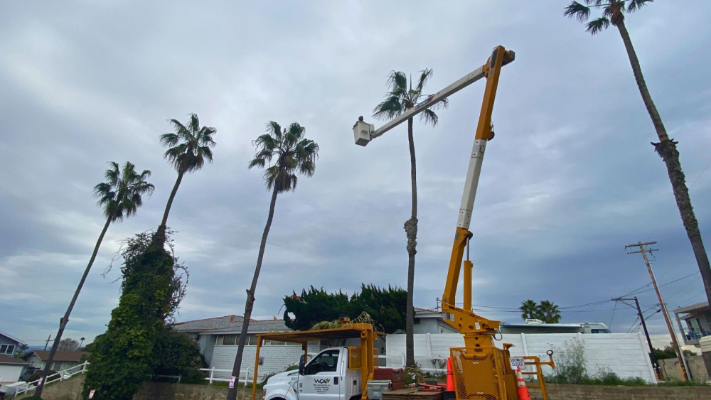 Two bucket trucks with extended booms working near palm trees under a cloudy sky.