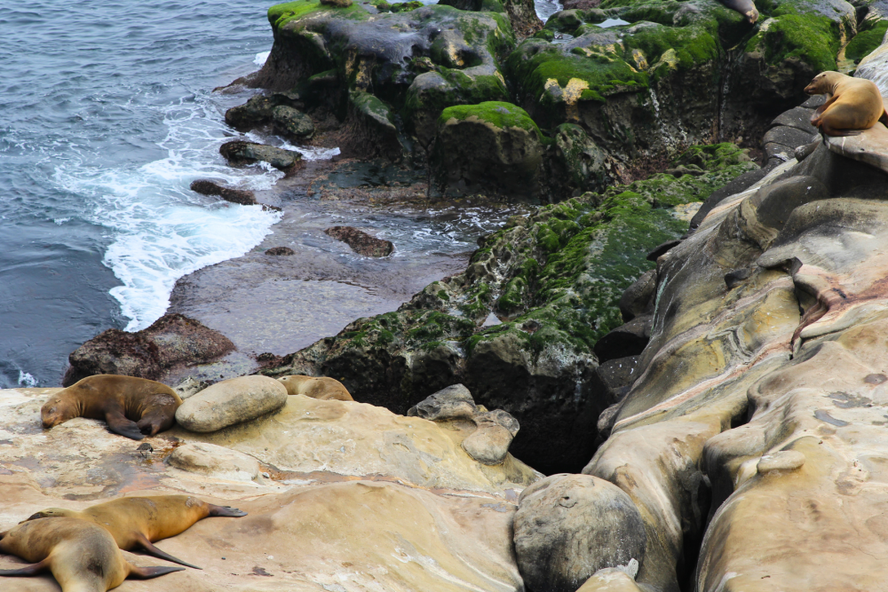 Sea lions on rocks in la jolla cove