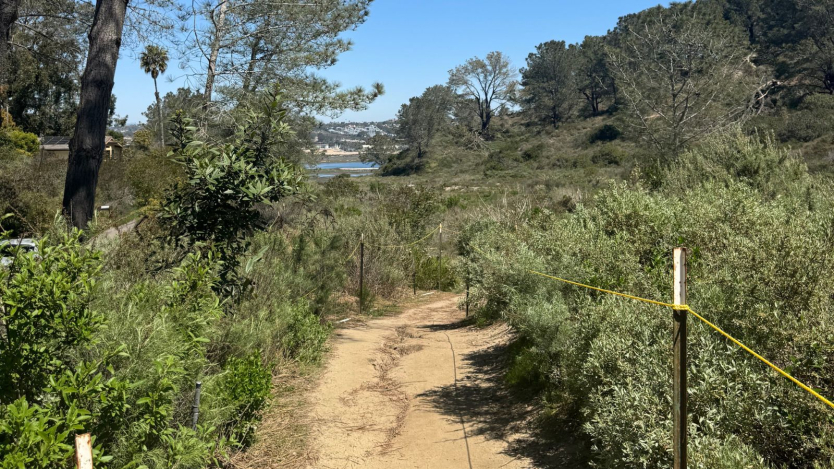 hiking trail with bushes on both sides and trees in the background