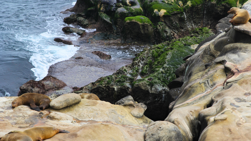 Sea lions on rocks in la jolla cove